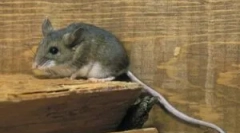 Як позбутися від мишей у машині і гаражі